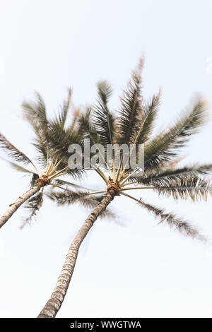 Gli alberi di cocco lunga esposizione al vento Foto Stock