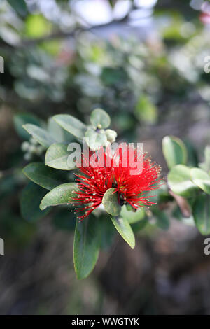Red Ohia Lehua flower al Parco Nazionale dei Vulcani delle Hawaii Foto Stock