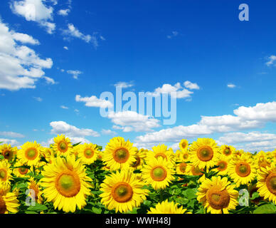 Campo di girasole su nuvoloso cielo blu Foto Stock