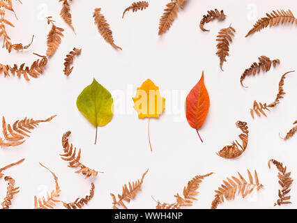 Tre colori diversi caduto foglie di autunno su bianco Foto Stock