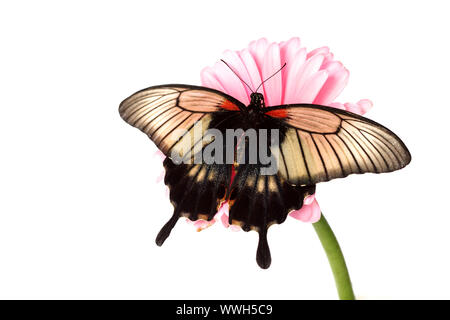 Papilio Lovii sui fiori