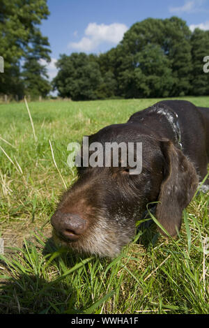 German Wirehaired puntatore Foto Stock