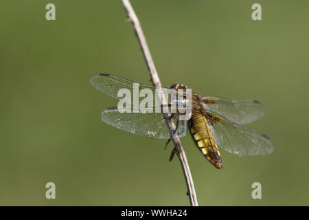 Piatto femmina-Libellula panciuto Foto Stock