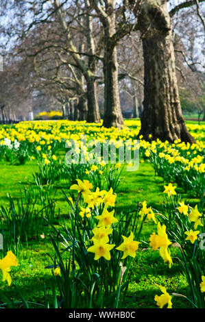 Fioritura di Narcisi in St James Park a Londra Foto Stock