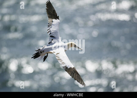 Basstoelpel, sula bassana, Northern Gannet, Morus bassanus Foto Stock