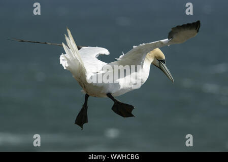 Basstoelpel, sula bassana, Northern Gannet, Morus bassanus Foto Stock