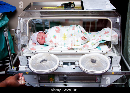 Carino malati neonato premature baby neonatale swaddled in bunny coperta posta in incubatore camera in ospedale. Foto Stock