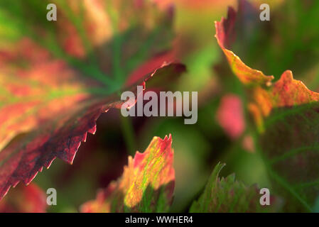 foglie di vite Foto Stock