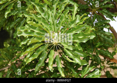 Karitébaum/ burro di Shea tree Foto Stock