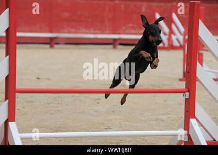 Ritratto di una razza Manchester Terrier in una competizione di agilità Foto Stock