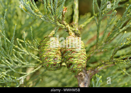 Cono con aghi, sequoia gigante Foto Stock