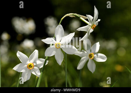 Poeta daffodil, Narcissus poeticus Foto Stock