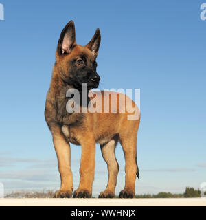 Cucciolo sheepdgog belga malinois su un cielo blu Foto Stock