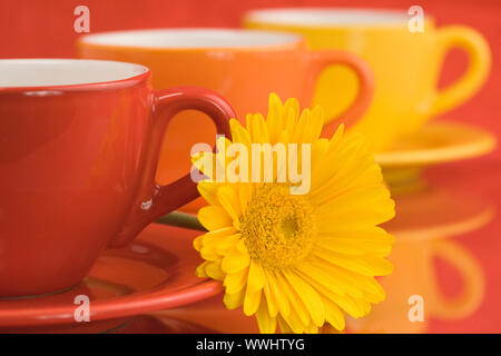 Cappucci colorati e gerbera Foto Stock