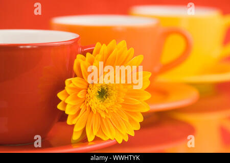 Cappucci colorati e gerbera Foto Stock