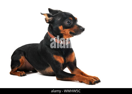 Ritratto di una razza pinscher miniatura su sfondo bianco Foto Stock