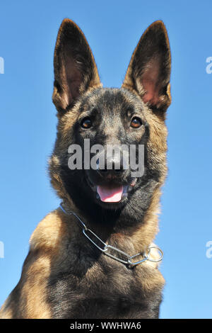 Cucciolo sheepdgog belga malinois su un cielo blu Foto Stock