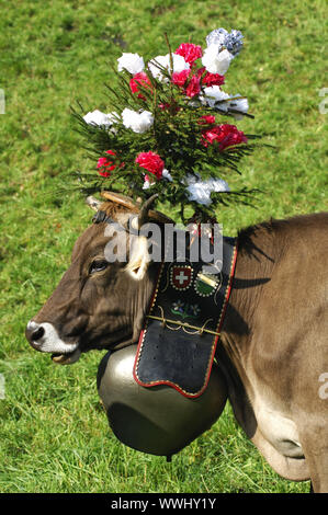 Regina, Svizzera bovini marrone Foto Stock