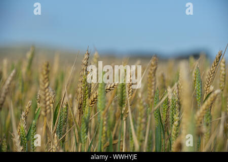 Campi di grano in Fife, Scozia Foto Stock