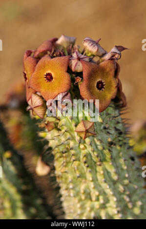 Hoodia gordonii, Richtersveld, Sud Africa Foto Stock