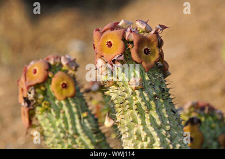 Hoodia gordonii, Richtersveld, Sud Africa Foto Stock