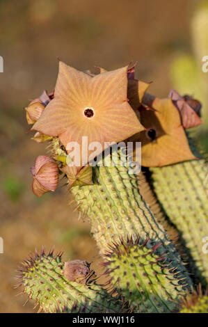 Hoodia gordonii Foto Stock