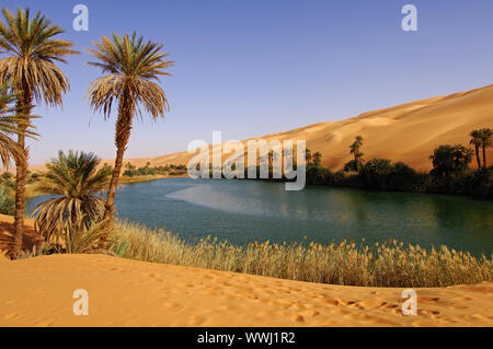 Le palme a Um el Maa lago del deserto Foto Stock