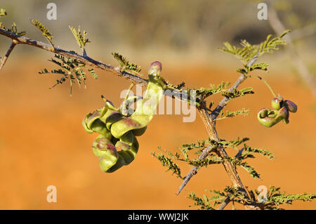 Legumi da Dichrostachys cinerea Foto Stock