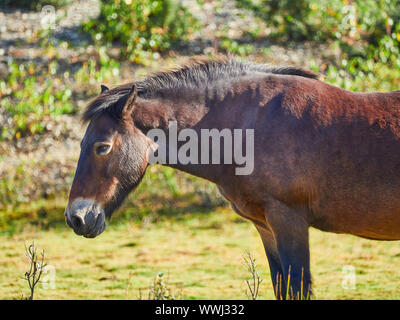 Un colore marrone cavallo permanente sulla propria in campagna in una giornata di sole Foto Stock