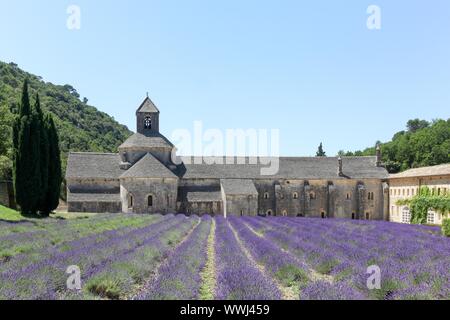 Abbazia di Senanque e righe di fioritura e i fiori di lavanda in Provenza, Francia Foto Stock