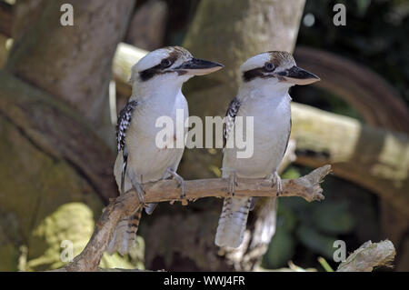 Kookaburra, Lachender Hans, Dacelo novaeguineae, Queensland, Australien Foto Stock