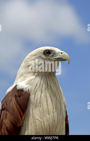 Bianco-guidato Kite, Haliastur indus Foto Stock