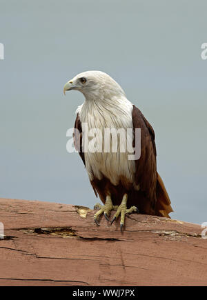 Bianco-guidato Kite, Haliastur indus Foto Stock