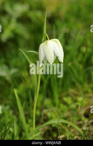 Scacchiera Bianco fiore Foto Stock