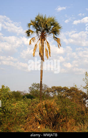 African Palmyra Palm Foto Stock