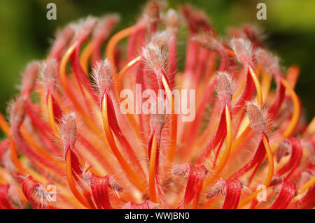 Leucospermum Hybrid Foto Stock