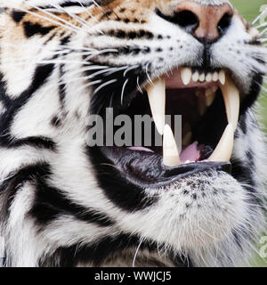 Tigre Foto Stock