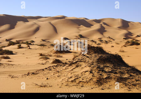Rada vegetazione nel deserto, Sahara, Libia Foto Stock