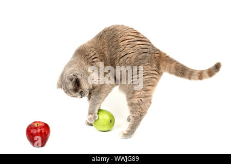 Cat trovare mele isolato su bianco Foto Stock