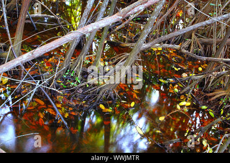 Palude di mangrovie tropicali dettaglio acqua nella riserva nazionale Sian Kaan Mexica Foto Stock
