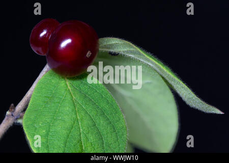 Bacche di un colore rosso ciliegia hedge (Lonicera xylosteum) Foto Stock