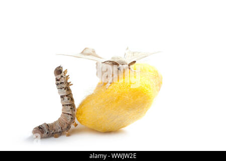 Farfalla del baco da seta con cocoon silk worm che mostra i tre stadi del ciclo di vita Foto Stock