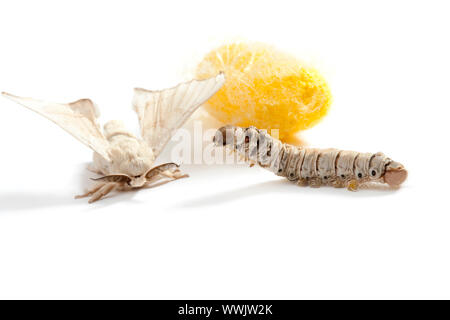 Farfalla del baco da seta con cocoon silk worm che mostra i tre stadi del ciclo di vita Foto Stock