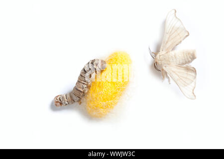 Farfalla del baco da seta con cocoon silk worm che mostra le tre fasi del suo ciclo di vita Foto Stock