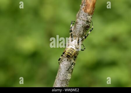 Nero e giallo listati ragno in un ramo di albero in Pirenei Foto Stock