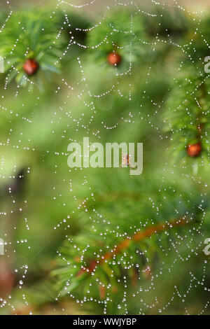 La rugiada cowered ragnatela con ragno in mezzo, albero verde sullo sfondo Foto Stock