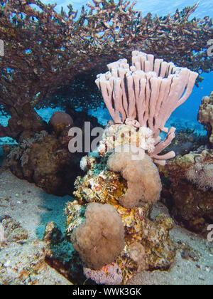 Tubo grande-(spugna Haliclona fascigera) Foto Stock