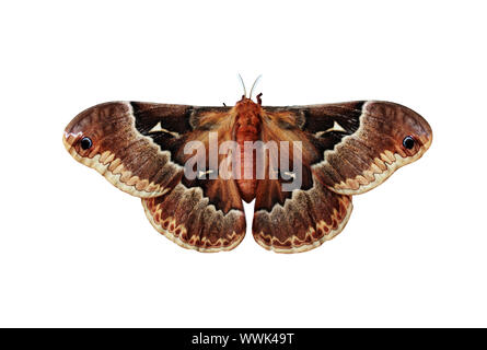 Callosamia promethea (Promethea silkmoth) isolato su uno sfondo bianco. Foto Stock