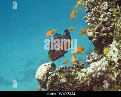 Tonno albacora Hind (Cephalopholis hemistiktos) Foto Stock