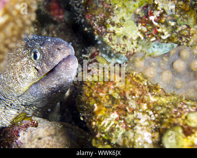 Yellowmouth murene Foto Stock